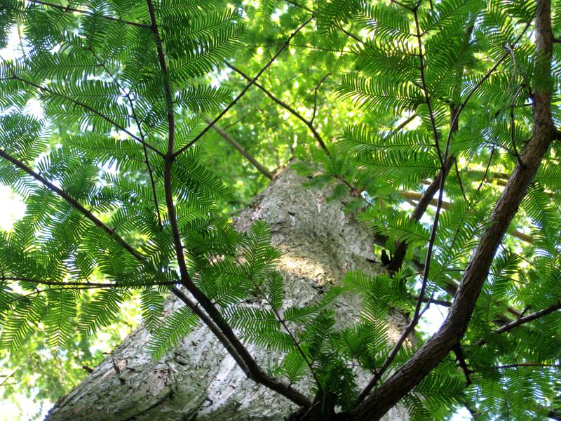 Urweltmammutbaum - zarte Nadeln