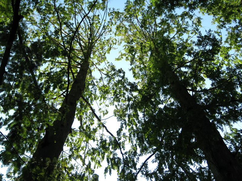 Urweltmammutbäume wachsen sehr aufrecht