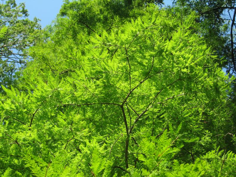 Sommerlich Nadelfarbe - Urweltmammutbaum