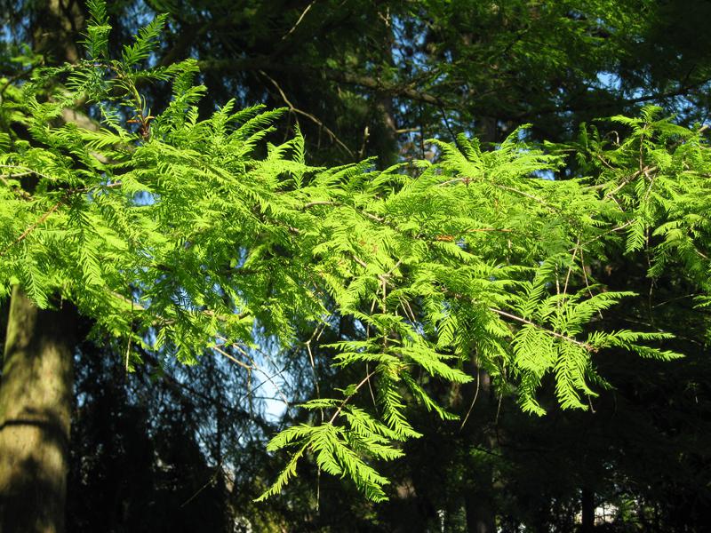 Nadeln des Urweltmammutbaums im Sonnenschein