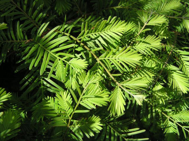 Urweltmammutbaum - hellgrüne Nadeln