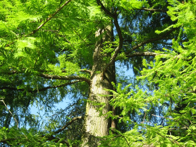 Im Herbst wirft der Urweltmammutbaum seine Nadeln ab.
