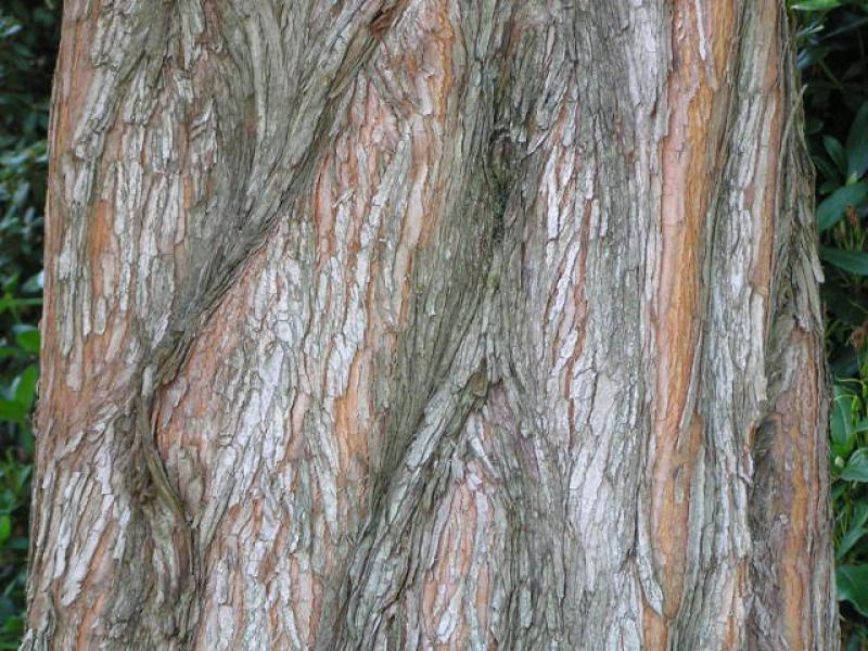 Schöne Rinde bei Metasequoia glyptostroboides