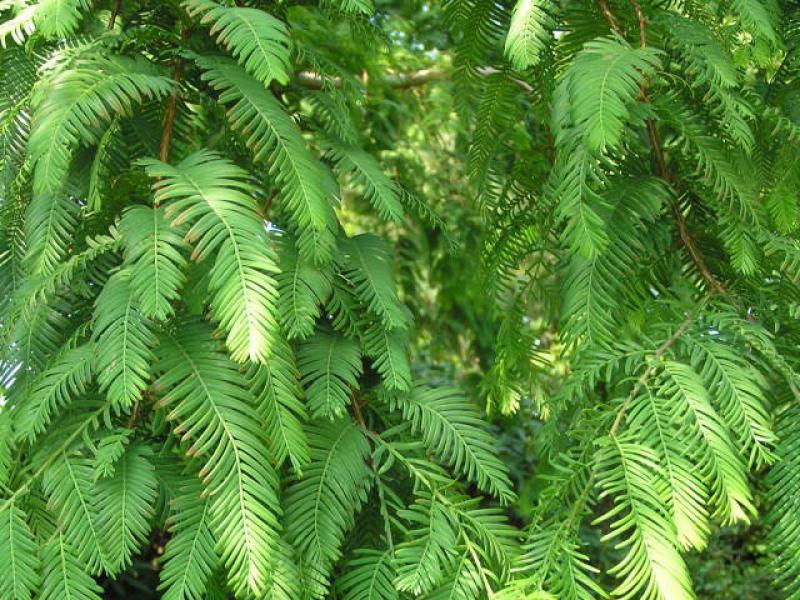 Metasequoia glyptostroboides: Sommerlaub