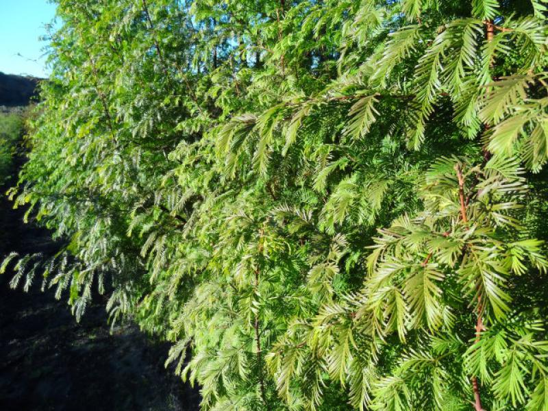 Heckenartige Bepflanzung mit Metasequoia glyptostroboides