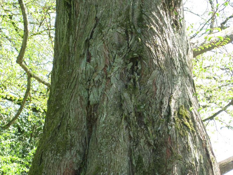 Schöner Stamm von Metasequoia glyptostroboides