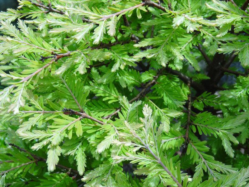 Sommerliches Laub bei Metasequoia glyptostroboides