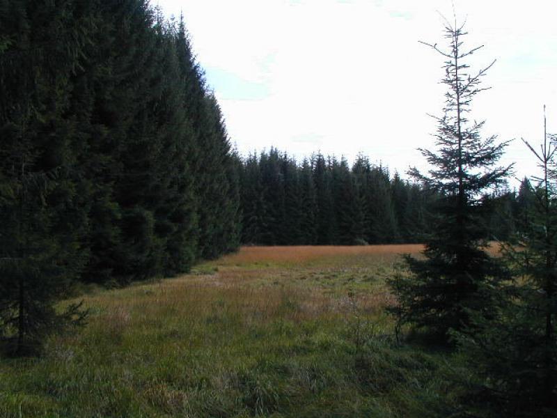 Schonung aus Rotfichten im Bayerischen Wald