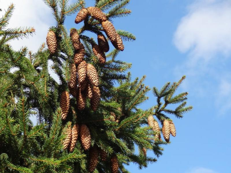 Zapfenbildung bei Picea abies