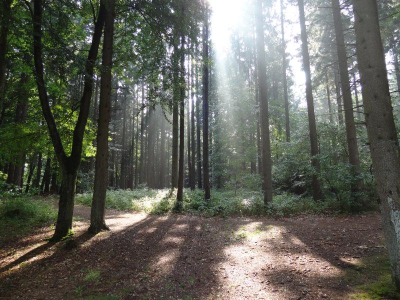 Der natürliche Standort der Rotfichte (Picea abies)