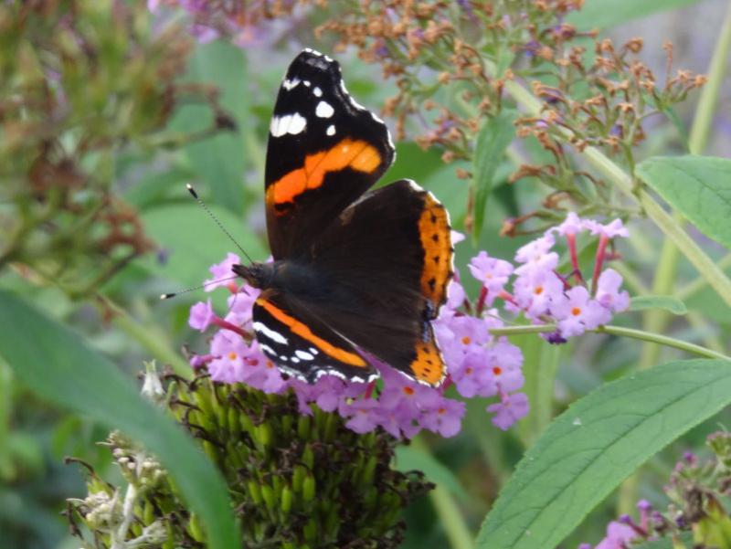 Wird gerne von Schmetterlinge besucht: Buddleja Fascination