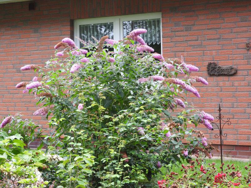 Der rosa blühende Sommerflieder Fascination