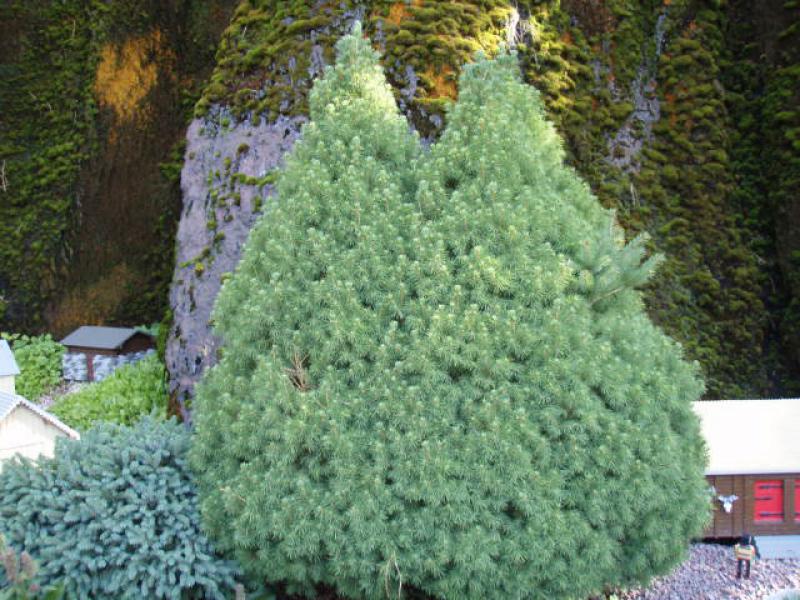 Picea glauca Conica ca 25 cm Zuckerhutfichte Fichte
