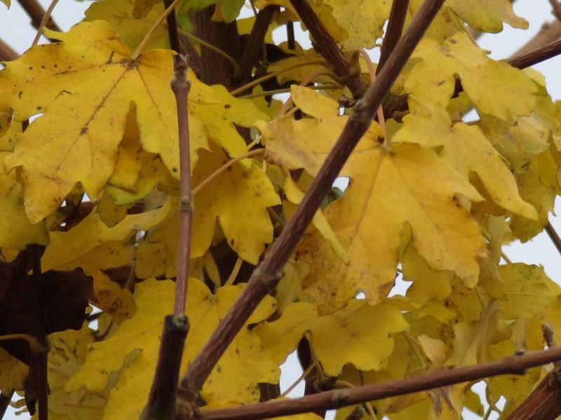 Gelbes Herbstlaub bei Acer campestre Nanum