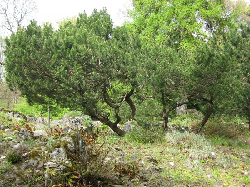 Pinus mugo