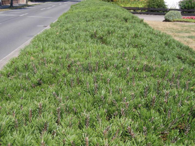 Pinus mugo pumilio als strenge Hecke geschnitten