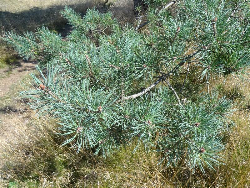 Das zweinadelige Blatt der heimischen Waldkiefer (Pinus sylvestris)