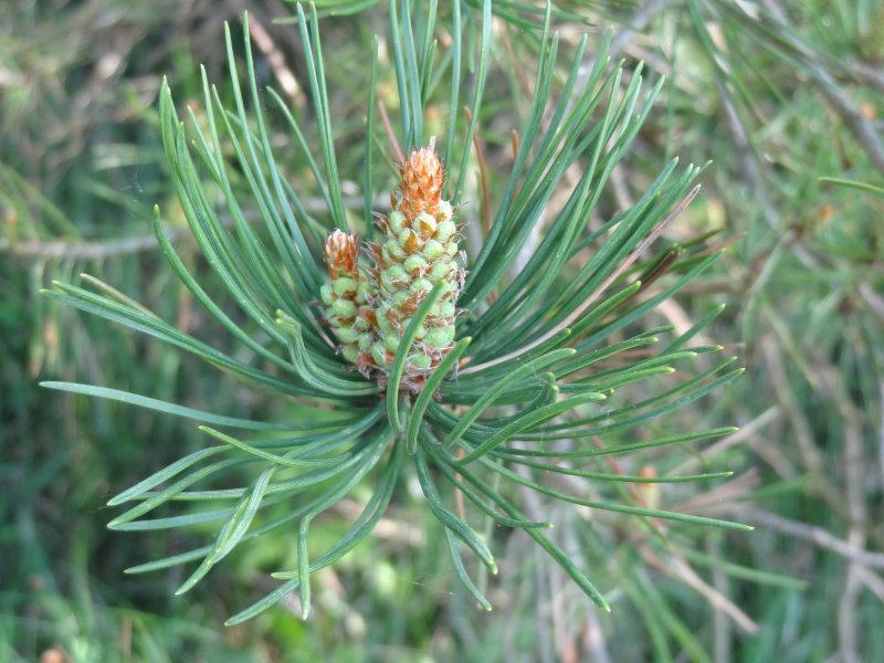 Der Zapfen der Föhre (Pinus sylvestris) im frühen Austrieb