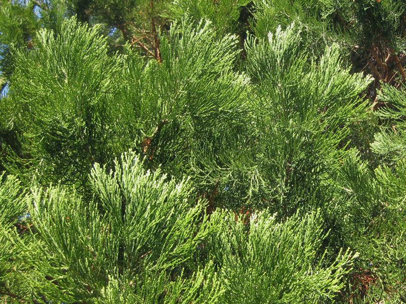 Immergrüne Nadeln des Sequoiadendron giganteum