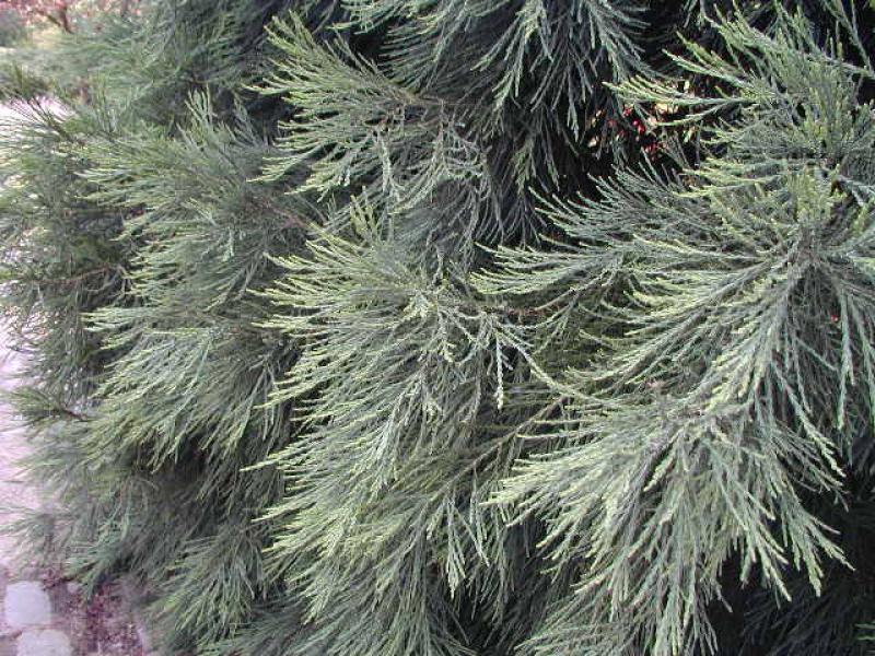 Mammutbaum - immergrüne Nadeln