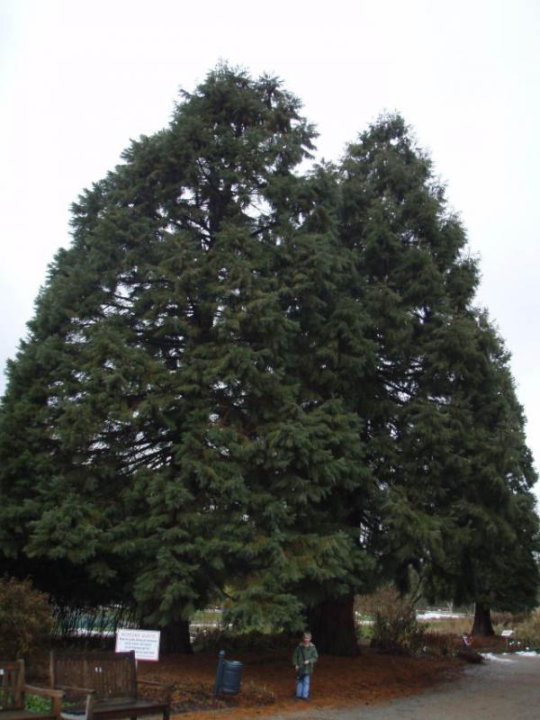 Pflanze 2 Jahre alt Geschenkedition Sequoiadendron giganteum Seedeo® Berg Mammutbaum 