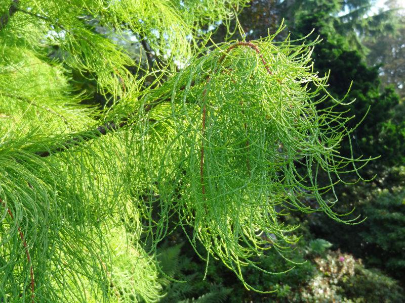 Grazile Nadeln: Taxodium ascendens Nutans