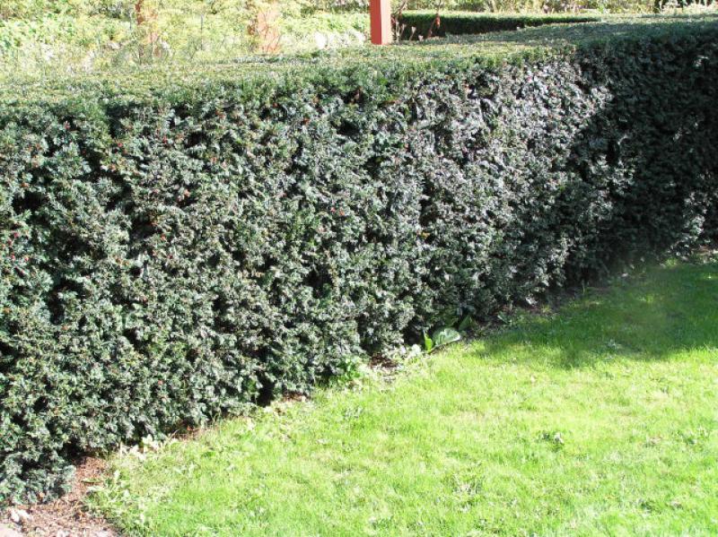 Eiben im Einsatz als formell geschnittene Hecke