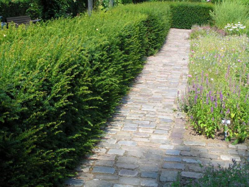 Taxus baccata als Hecke im Staudengarten