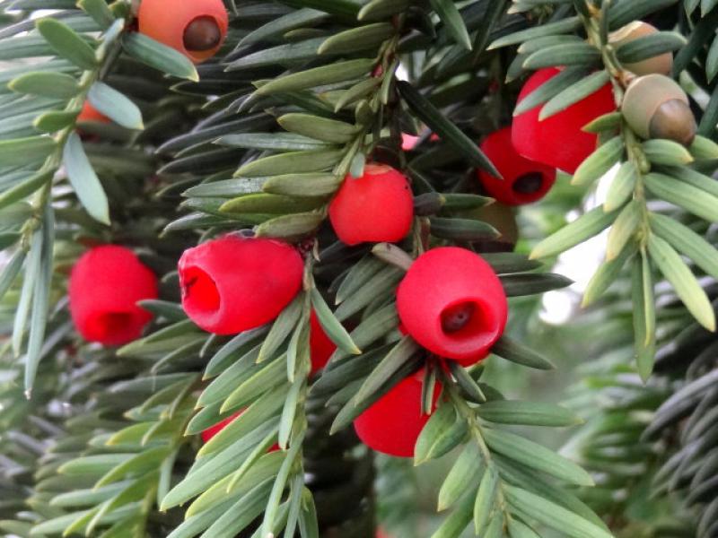 Rote Beeren von Taxus baccata