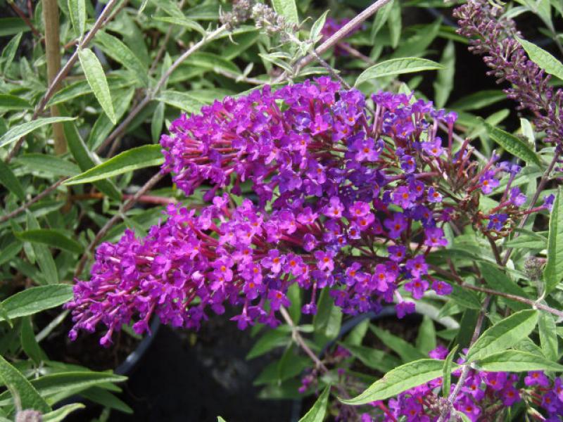 Späth Sommerflieder Nanho Purple LH 40-60 cm im 3 Liter Topf Zierstrauch winterhart Gartenpflanze schnellwachsend 1 Pflanze 