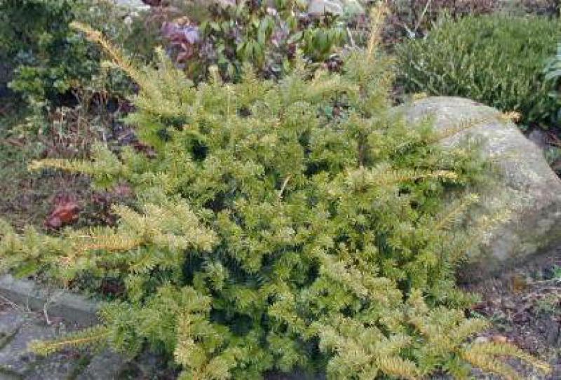 Taxus baccata Summergold