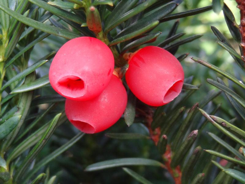 Rote Beeren von Taxus media Hicksii