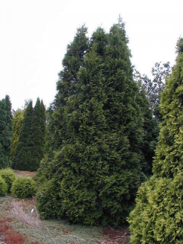 Säulen-Lebensbaum Brabant