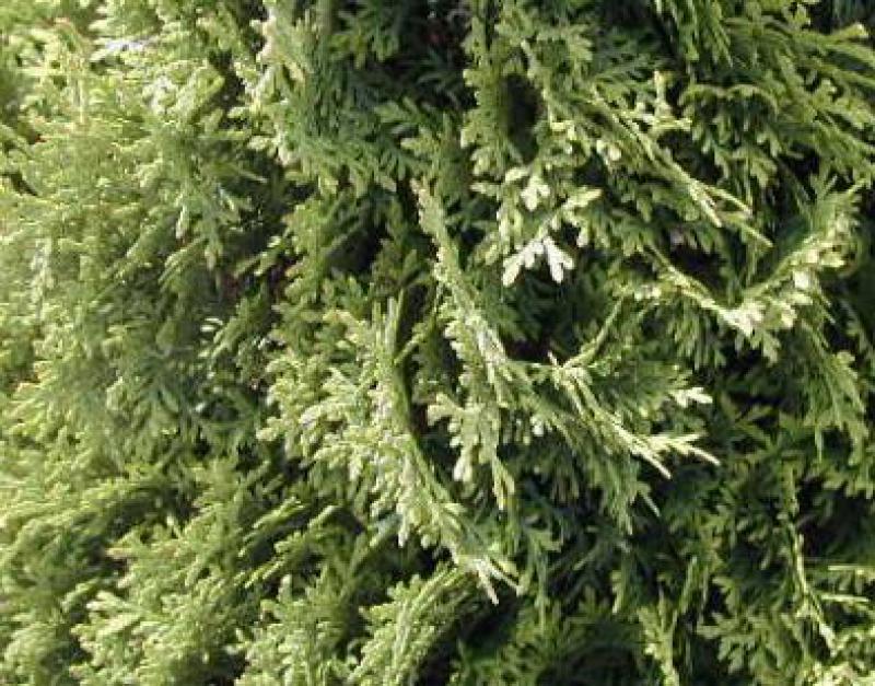 Thuja occidentalis Columna