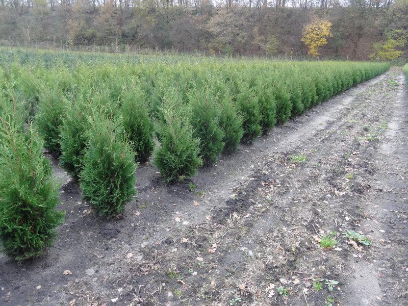 Blick ins Baumschulquartier: Thuja occidentalis Columna