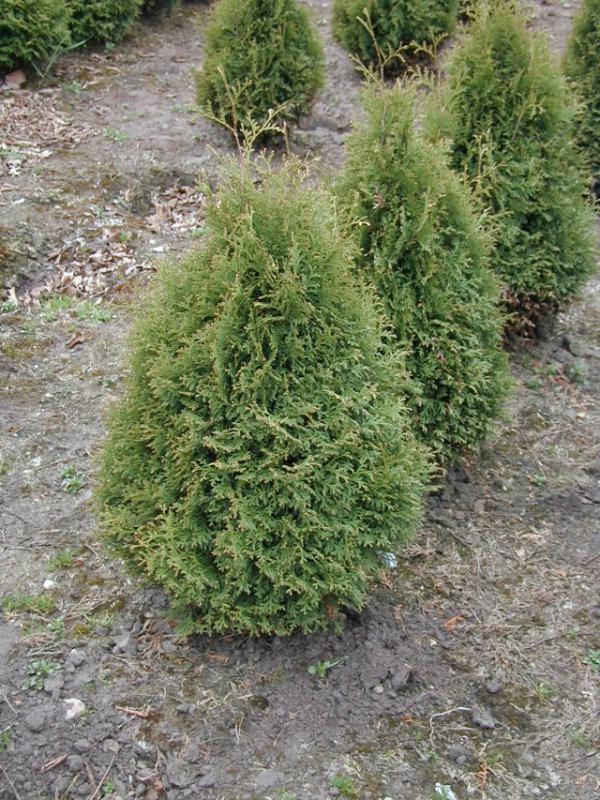 Holmstruptuja eller pelartuja (Thuja occidentalis Holmstrup)