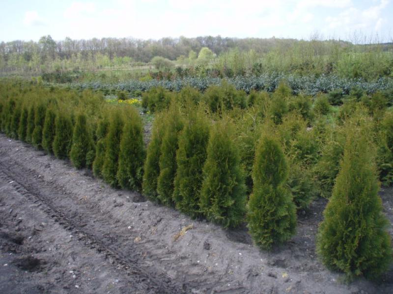 Thuja Smaragd Lebensbaum hecke Heckenpflanzen immergrün 20-25 cm 25 Stück 