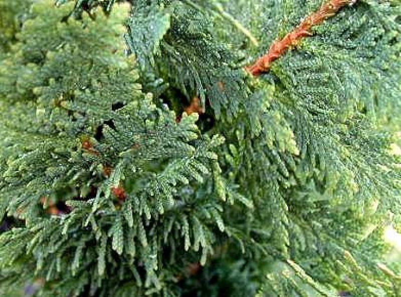 Thuja occidentalis Spiralis