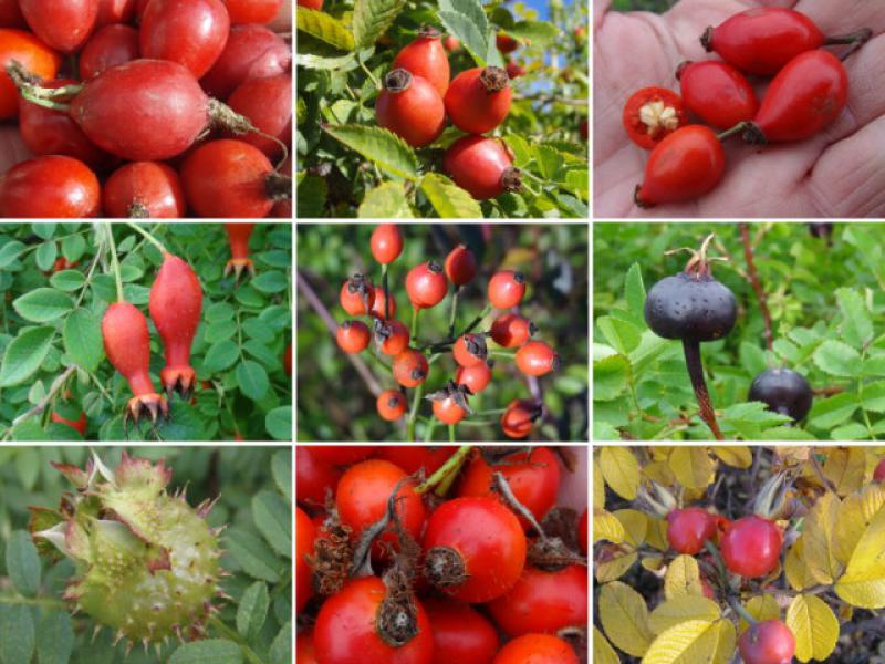 Schöne Hagebutten schmücken die Wildrosen im Herbst