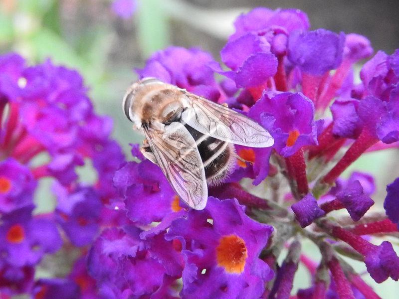 Der Sommerflieder Royal Red als Bienenweide