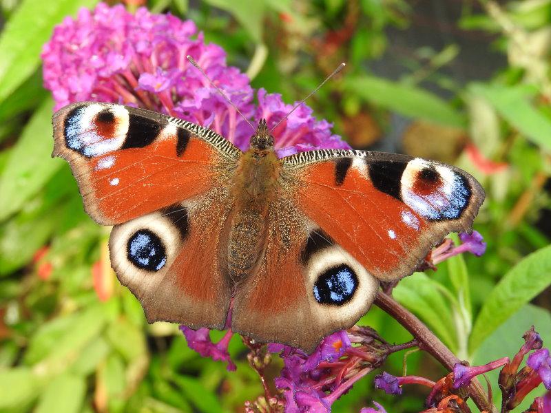 Die Blüte der Buddleja Royal Red hat Besuch vom Schmetterling