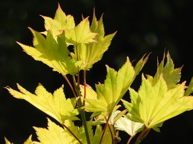 Acer shirasawanum Aureum - frischer gelbgrüner Austrieb