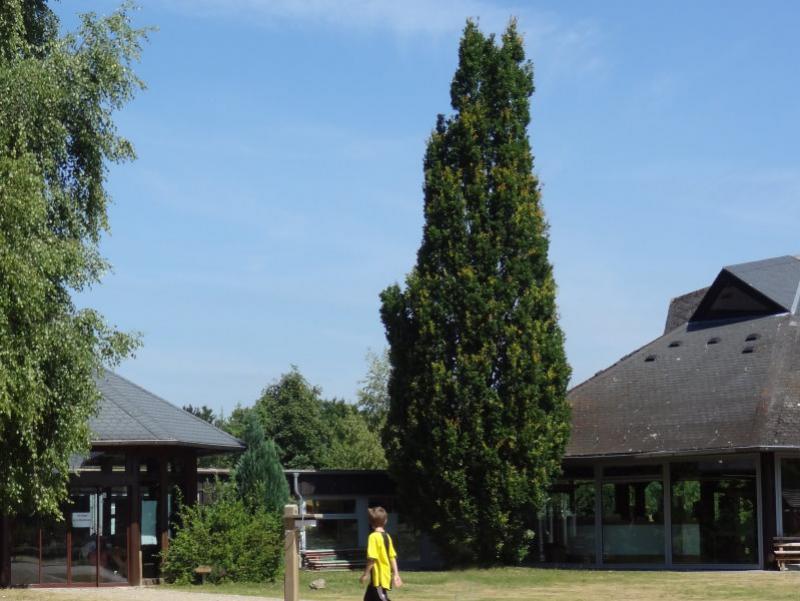 Große Säuleneiche in einem Park (Aufnahme aus Juli)