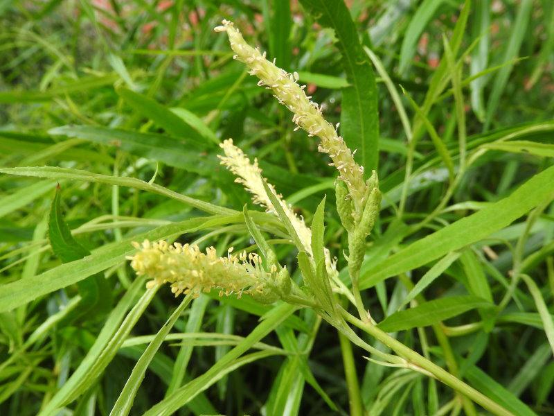 Blüte von Salix longifolia
