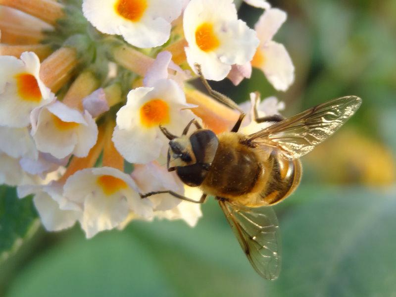 Schmetterlingsflieder Sungold mit Schwebfliege