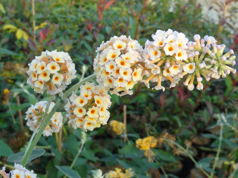 Schmetterlingsflieder Sungold mit Blüte (Aufnahme aus September)