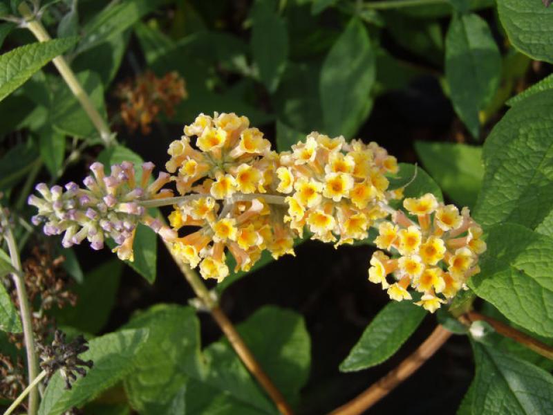 Blüten des Sommerflieder Sungold