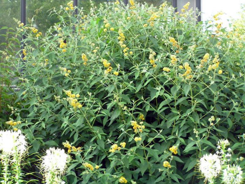 Buddleja Sungold als Solitärpflanze