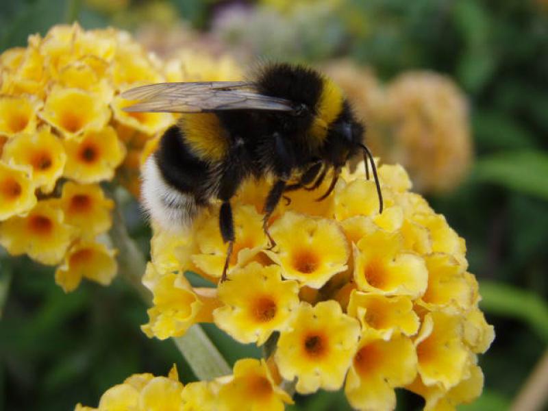 Beliebt bei Insekten: Sommerflieder Sungold