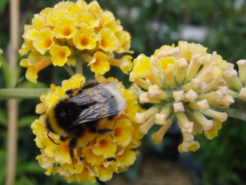 Farbe und kugelige Blütenform sind typisch für Buddleja Sungold